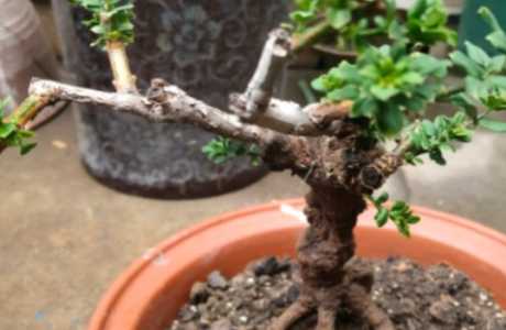 植物僵苗了还能生长吗？