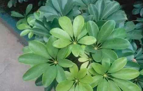 鸭掌木只剩树干还可以救活吗？