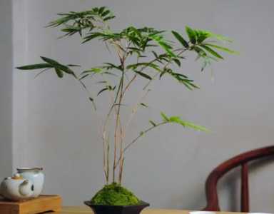 红寒竹的养殖方法和注意事项有哪些？