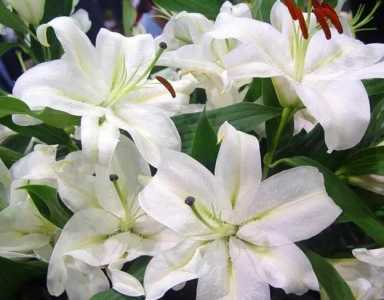 百合花用纯净水还是自来水养？