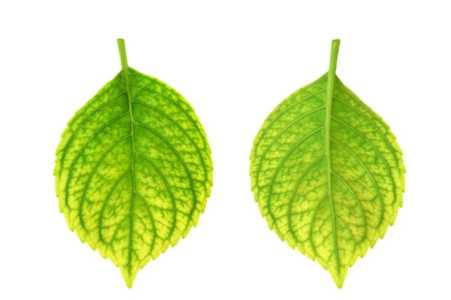 植物发黄需要什么肥料？