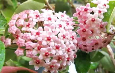 球兰花怎样扦插和种植？