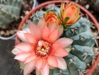 绯花玉开花后怎么处理？