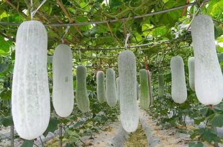 冬瓜秧需要进行打岔吗？