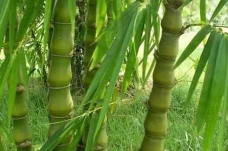 簕竹根没芽能长出竹子吗？