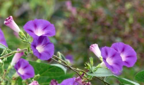 牵牛花光长藤不开花怎么回事？