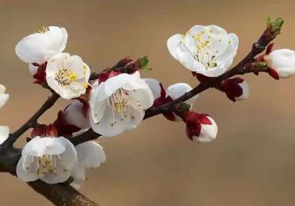 杏花是单性花还是两性花？