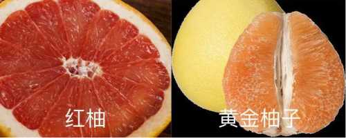 金丝柚子和红柚子的区别在哪？