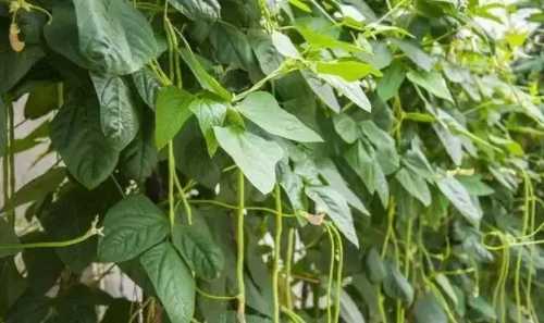 扁豆角不开花怎么办啊？