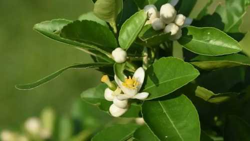 怎样可以促进柚子的花芽分化？
