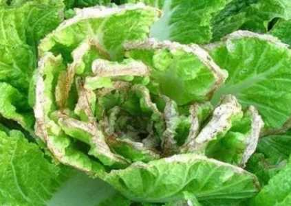 秋白菜的病虫害防治是什么？