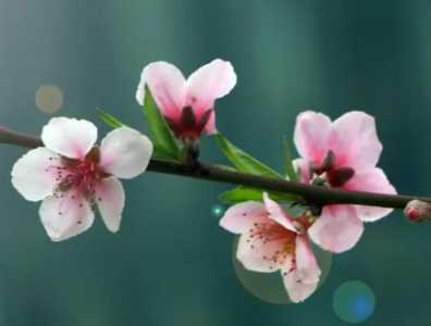 桃李杏是什么时候开花的？