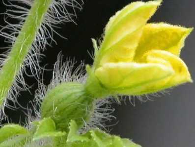 没有雄花授粉的雌花怎么办？