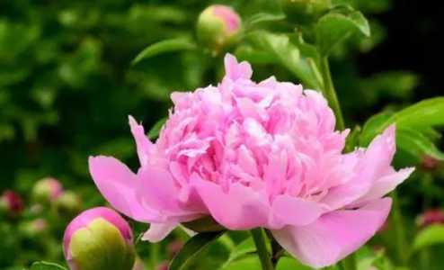 芍药苗什么时候移栽最好？