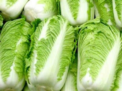 大白菜株距行距多少合适？