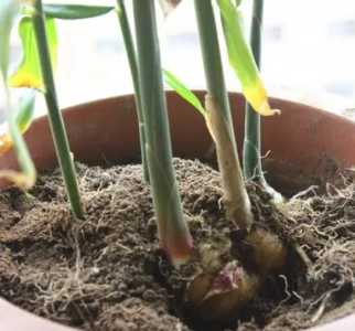 花盆里种生姜发芽怎么种？