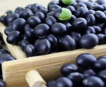 盘子里种黑豆苗怎么种？