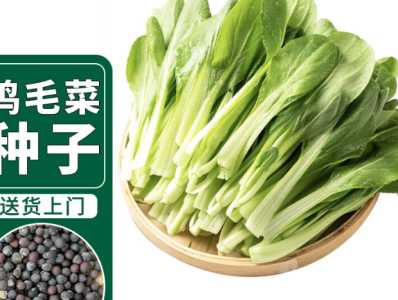 菜种子怎么种？