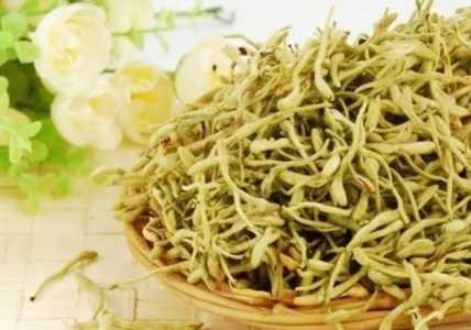 水培种金银花怎么种？