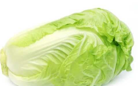 塑料油桶种大白菜怎么种？