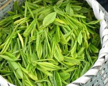 自己种的茶树苗怎么种？