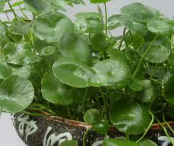 新手种金钱草怎么种？