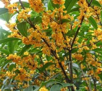 桂花的种子可以种吗？