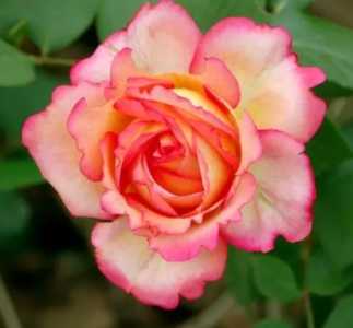 月季花怎么种？