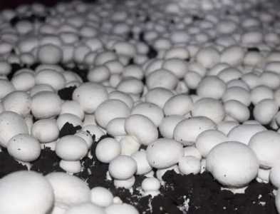 纯净水桶种蘑菇怎么种？