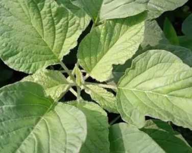 银子菜怎么种?