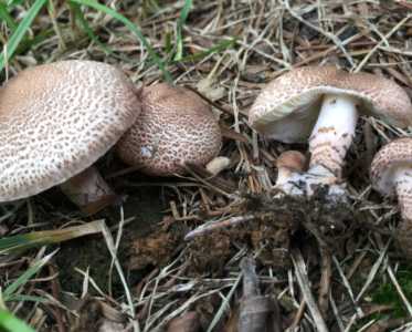 怎么种肉菇饥荒？