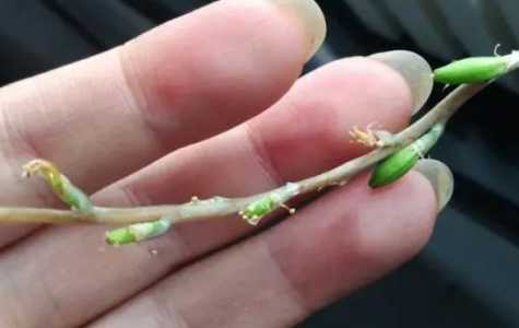 侧芽很小怎么种？