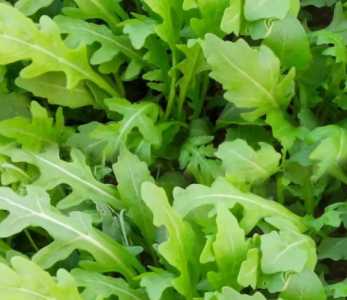 秋季菜籽怎么种？