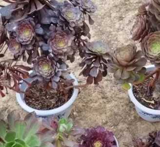 大棵法师怎么种？