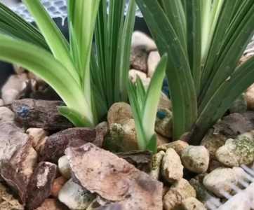 蕙兰无根怎么种？