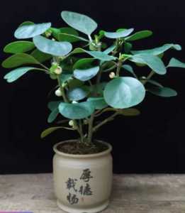 菩提盆栽怎么种？