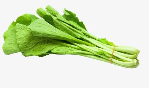 芥菜白菜怎么种?