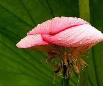 农村怎么种荷花?