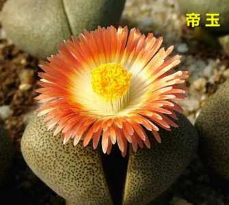 帝玉怎么种？
