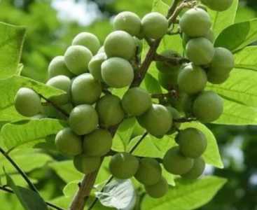菩提果怎么种？