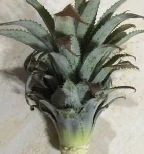 凤梨尾怎么种？