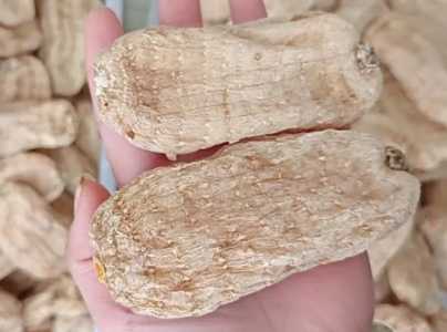 家种天麻怎么种?