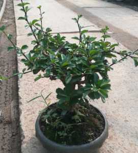 茶叶盆栽怎么种？