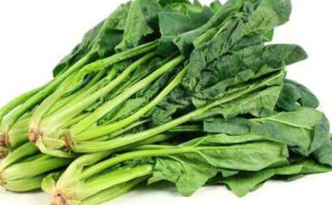 油菠菜怎么种？