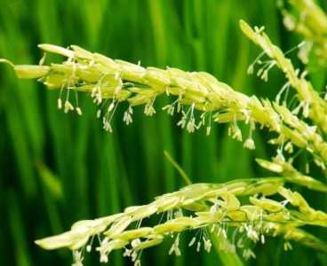 怎么种米花?