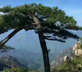 不老松树怎么种？