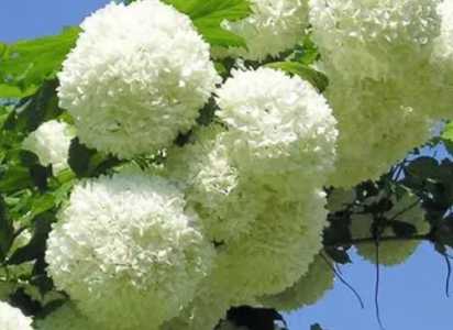 球状植物怎么种？