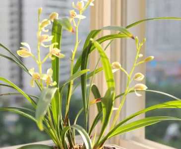 兰花院子怎么种?