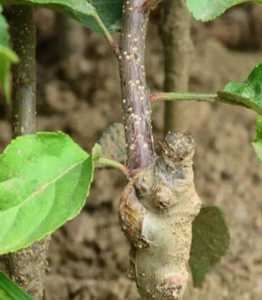 苹果如何砧木？