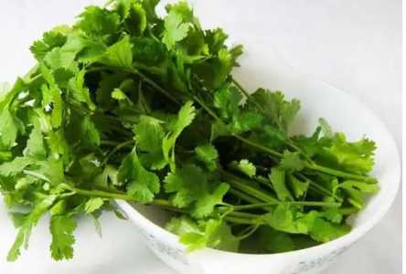 福建香菜怎么种？